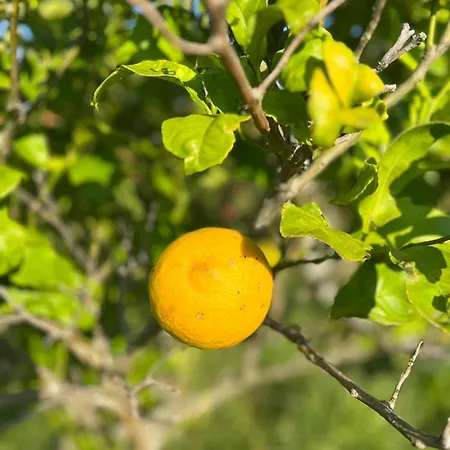 Casa Frutales Escaselas Finisterre