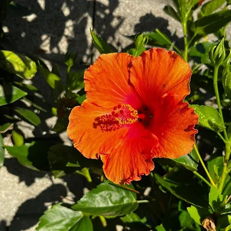 بيت للعطل Casa Frutales Escaselas